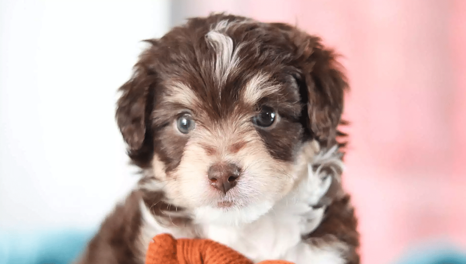 Aussiedoodle Puppies for Sale