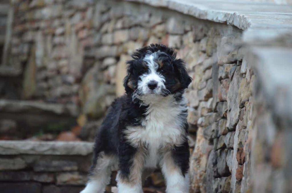 Stryker, the Aussiedoodle